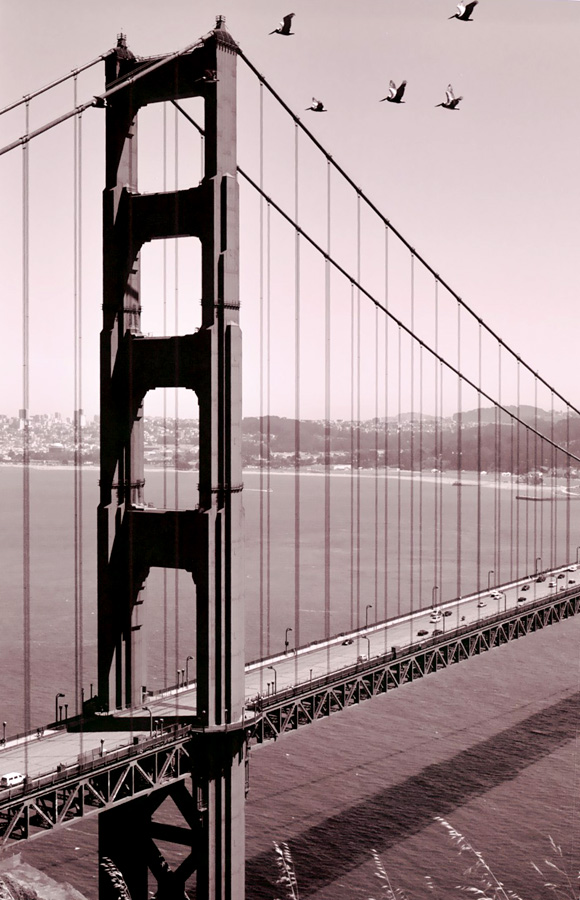 Golden Gate Pelicans