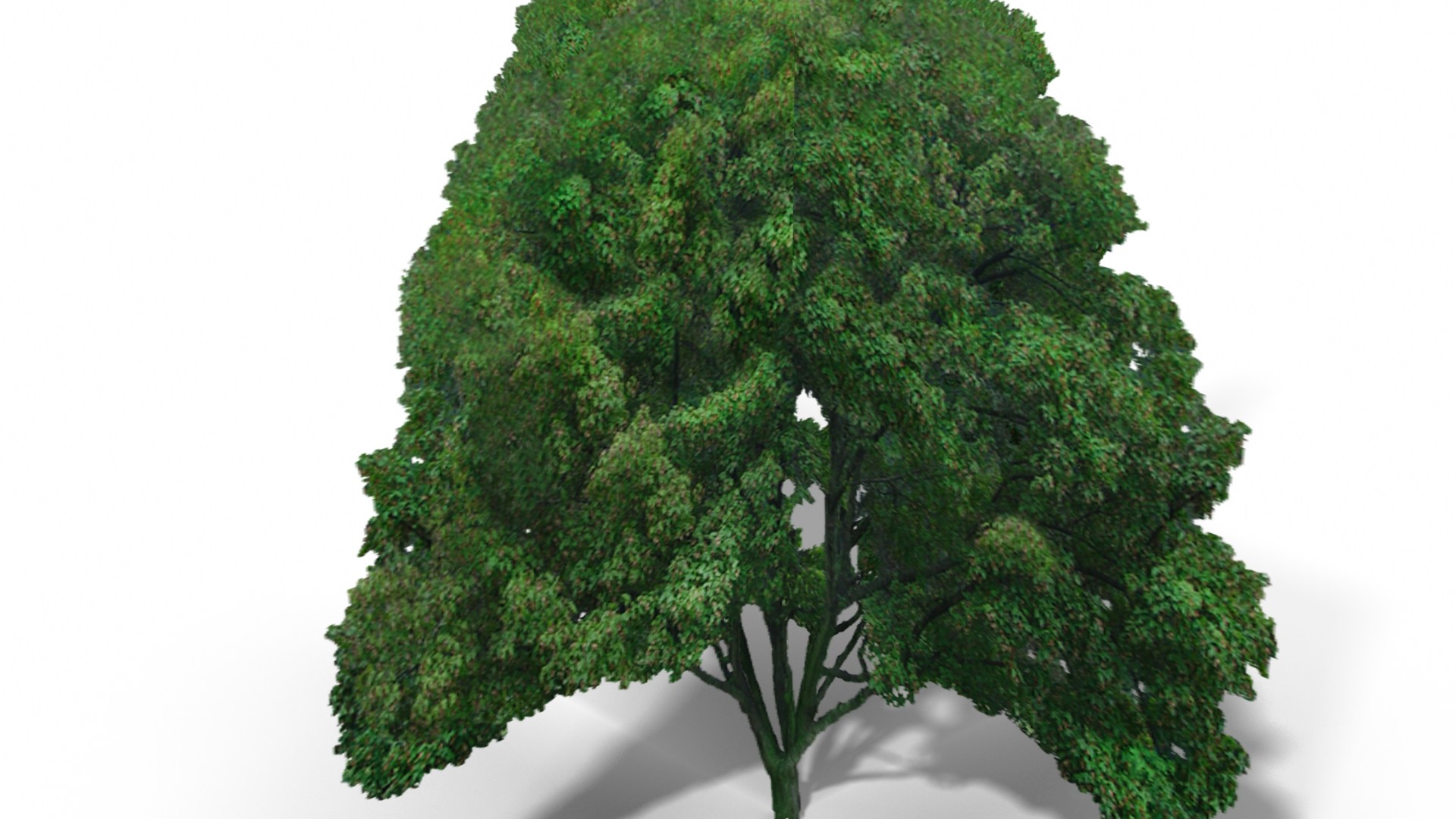Big Leaf Maple Tree