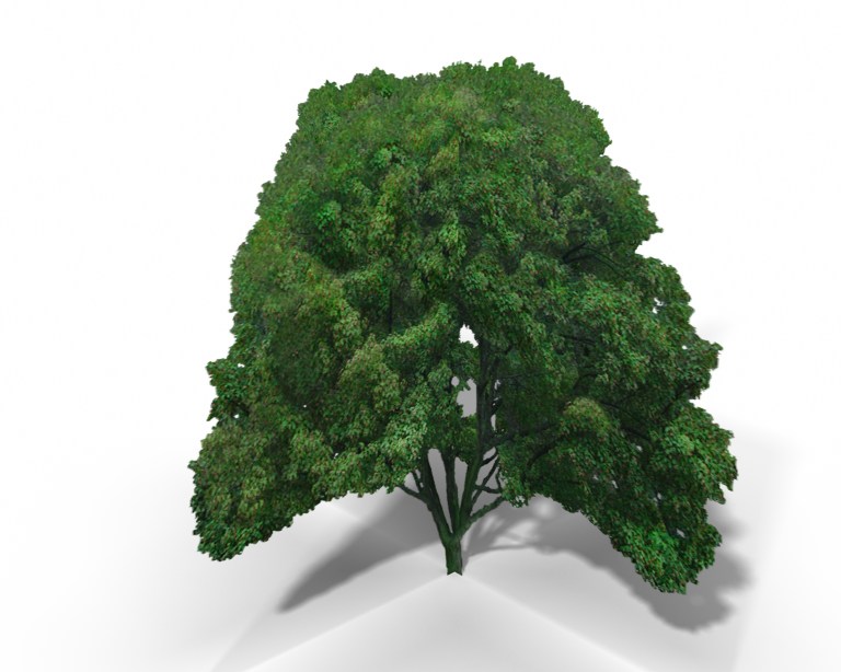 Big Leaf Maple Tree